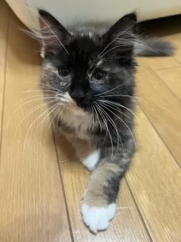 H.O 様のお迎えした子猫