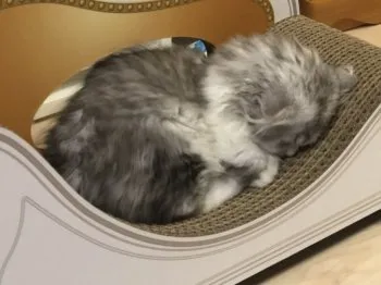 ナナ 様のお迎えした子猫