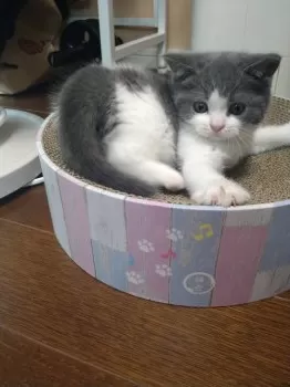 しゃお 様のお迎えした子猫