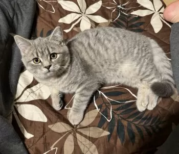 M.S 様のお迎えした子猫