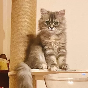 リンコ 様のお迎えした子猫