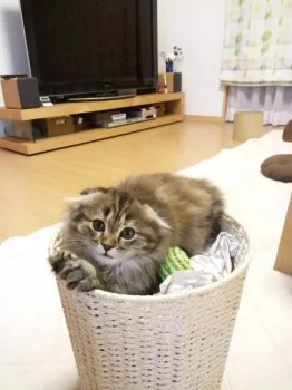 ももちゃん 様のお迎えした子猫