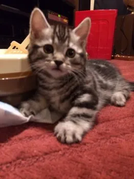 らんちゅう 様のお迎えした子猫