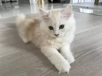 K.K 様のお迎えした子猫