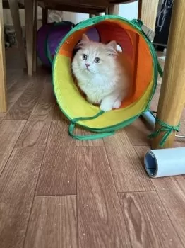 れおきん 様のお迎えした子猫