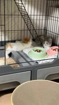 ナナシー 様のお迎えした子猫