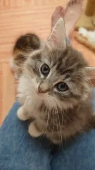 Yアビメル 様のお迎えした子猫