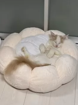 K.W 様のお迎えした子猫