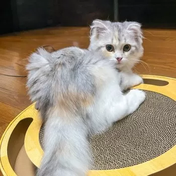 N.N 様のお迎えした子猫