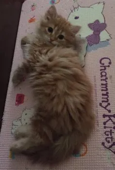 ろく 様のお迎えした子猫
