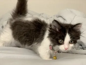 A.M 様のお迎えした子猫