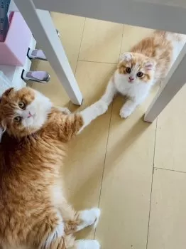 のり 様のお迎えした子猫