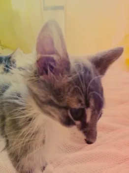 aki 様のお迎えした子猫