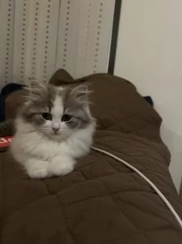 えこ 様のお迎えした子猫
