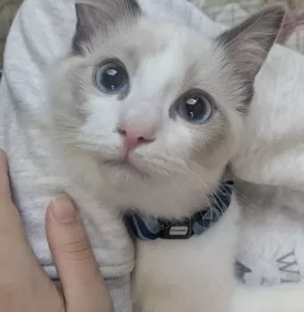 M.K 様のお迎えした子猫