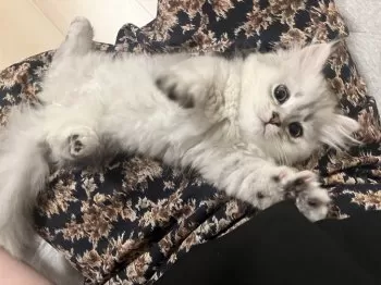 たまき 様のお迎えした子猫