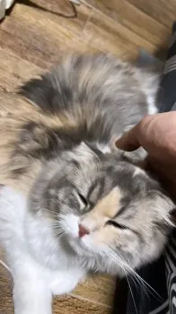 たに 様のお迎えした子猫