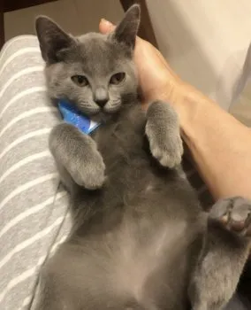 ゆみねえ 様のお迎えした子猫