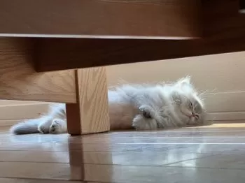 M.M 様のお迎えした子猫