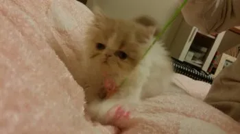 くう 様のお迎えした子猫