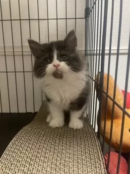 K.W 様のお迎えした子猫