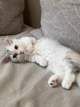 T.K 様のお迎えした子猫