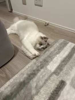 S.I 様のお迎えした子猫