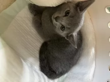 M.Ｉ 様のお迎えした子猫