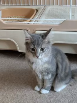 K.K 様のお迎えした子猫