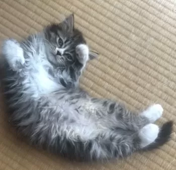 H.T 様のお迎えした子猫