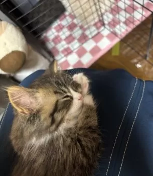 くまこ 様のお迎えした子猫