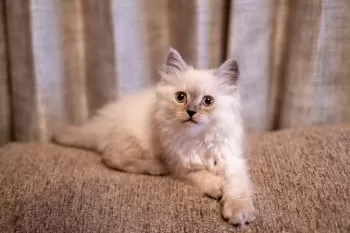 Y.H 様のお迎えした子猫