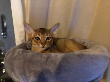 J.S 様のお迎えした子猫