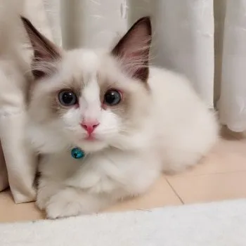 てんママ 様のお迎えした子猫