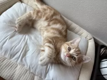 さや 様のお迎えした子猫