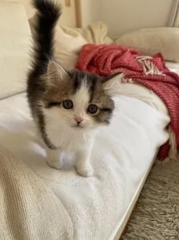 えみ 様のお迎えした子猫