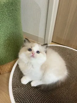 O.H. 様のお迎えした子猫