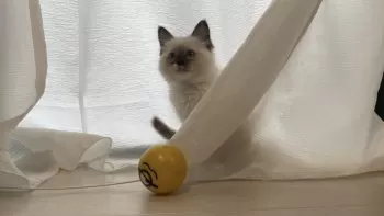 k.t.k.t 様のお迎えした子猫