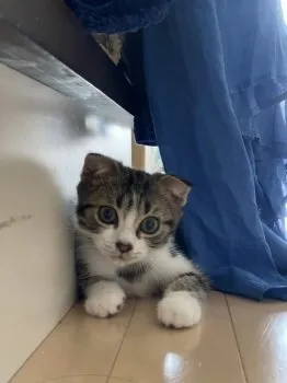 やなぎ 様のお迎えした子猫