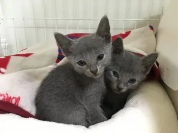 ロシアンパパ 様のお迎えした子猫