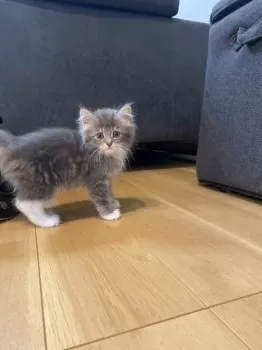A.I 様のお迎えした子猫