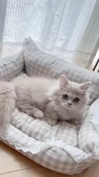 T.S 様のお迎えした子猫