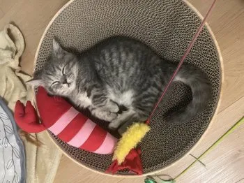 T.M 様のお迎えした子猫