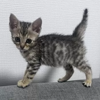 Y 様のお迎えした子猫