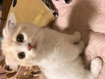 イケイケみゆ 様のお迎えした子猫