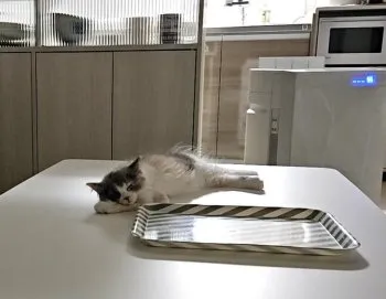 ちぇりぽん 様のお迎えした子猫