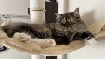 むら 様のお迎えした子猫