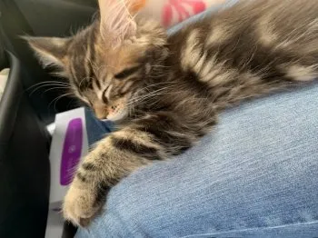 加藤 様のお迎えした子猫