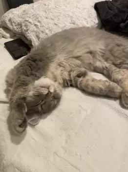 るに 様のお迎えした子猫