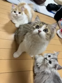 K.I 様のお迎えした子猫